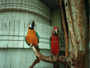 Isola di Cozumel (nella foto si vedono pappagalli)